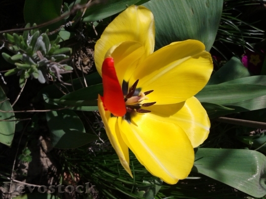 Devostock Tulip Yellow Blossom Bloom