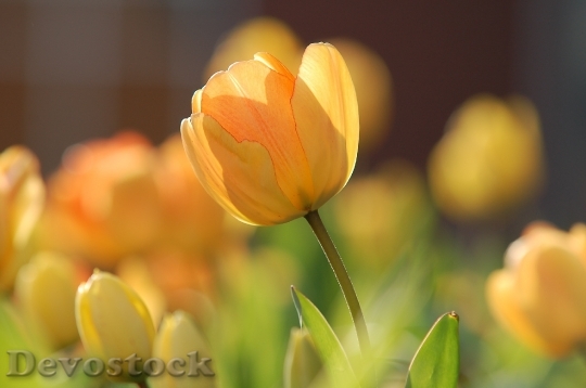 Devostock Tulip Yellow Bright Spring