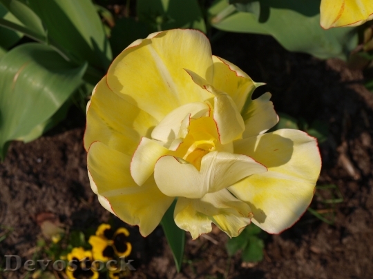 Devostock Tulip Yellow Easter Blossom
