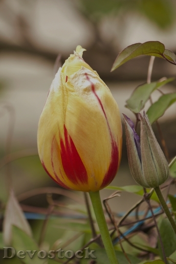 Devostock Tulip Yellow Floral Duet