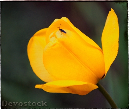 Devostock Tulip Yellow Flower Flowers 0