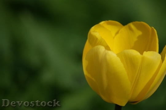 Devostock Tulip Yellow Flower Holland