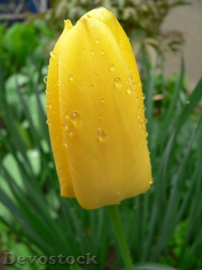 Devostock Tulip Yellow Flower Raindrops