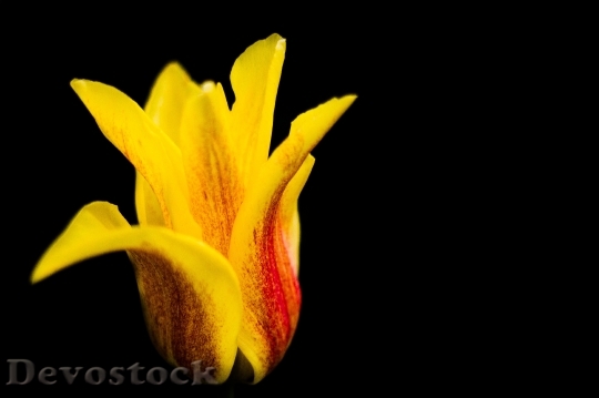 Devostock Tulip Yellow Flower Red