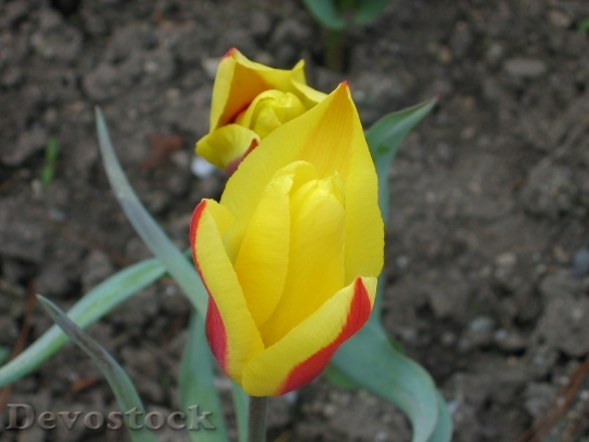 Devostock Tulip Yellow Flower Spring 1