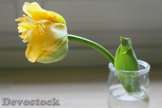 Devostock Tulip Yellow Flower Spring 3
