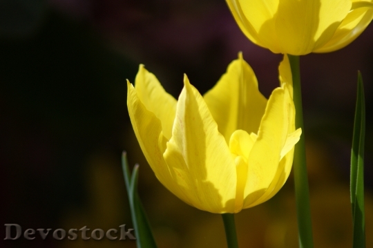 Devostock Tulip Yellow Flower Spring 5