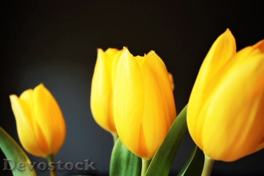 Devostock Tulip Yellow Flower Spring