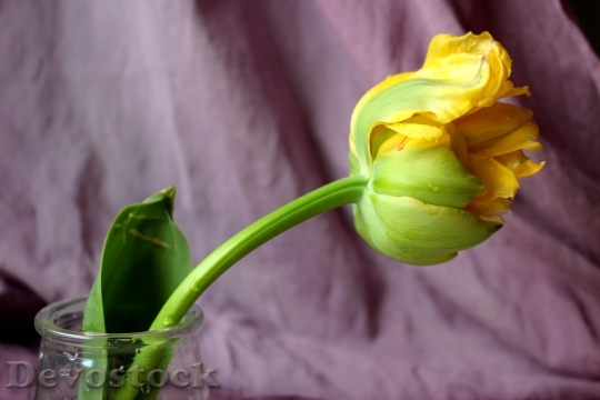 Devostock Tulip Yellow Flower Tulip