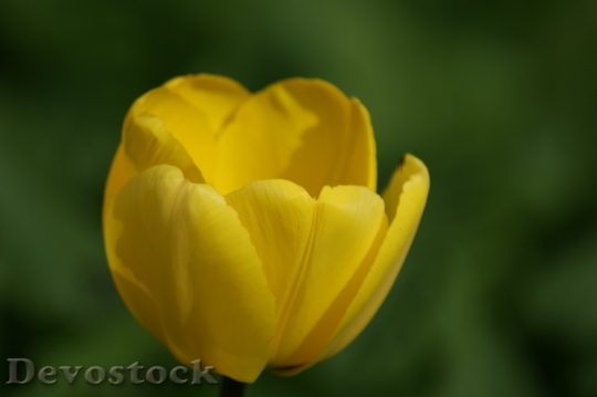 Devostock Tulip Yellow Flower Yellow 0