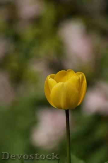 Devostock Tulip Yellow Flower Yellow