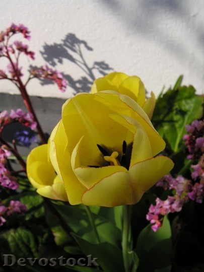 Devostock Tulip Yellow Flowers Plant