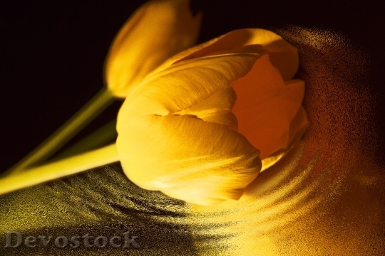 Devostock Tulip Yellow Flowers Spring 0