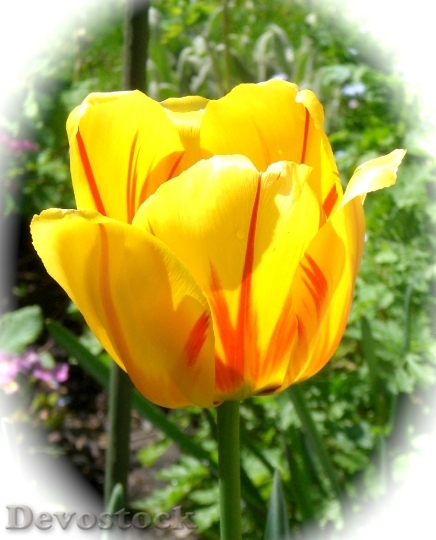Devostock Tulip Yellow Flowers Spring