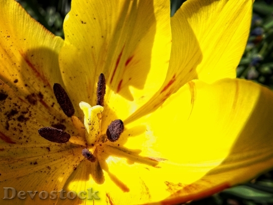 Devostock Tulip Yellow Macro Flower