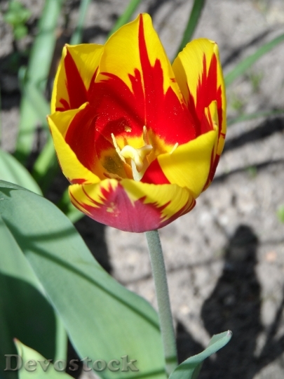 Devostock Tulip Yellow Red Light