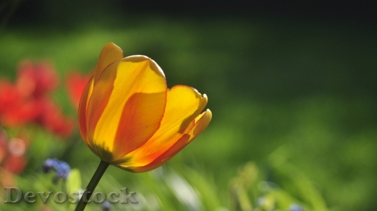 Devostock Tulip Yellow Red Spring 1