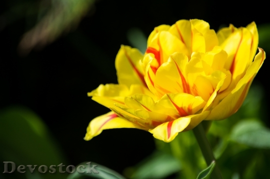 Devostock Tulip Yellow Red Yellow 1