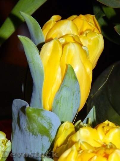 Devostock Tulip Yellow Spring 664730