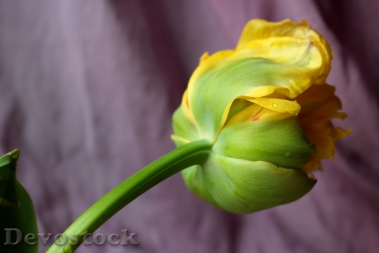 Devostock Tulip Yellow Spring Flower