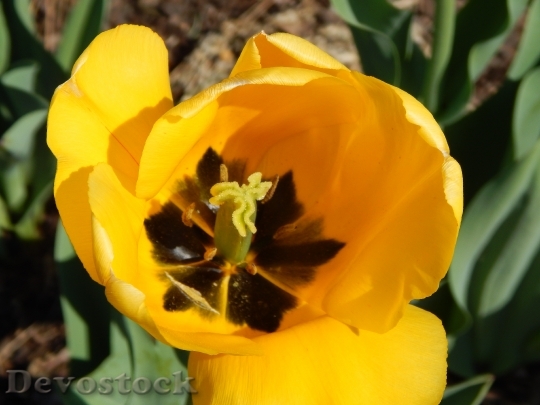 Devostock Tulip Yellow Spring Nature 0