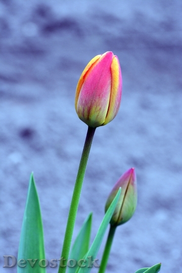 Devostock Tulipa