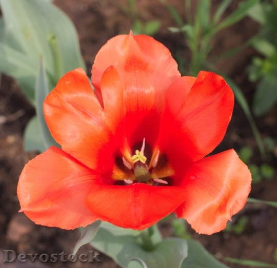 Devostock Tulipa Giant Orange Sunset 5