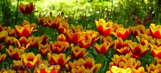 Devostock Tulips 337535