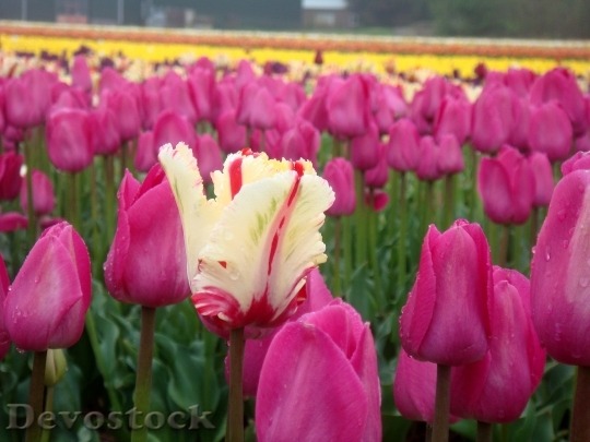 Devostock Tulips All Colors Holland
