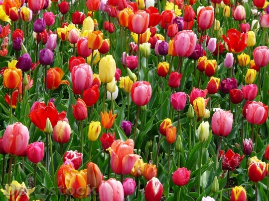 Devostock Tulips Bed Colorful Color