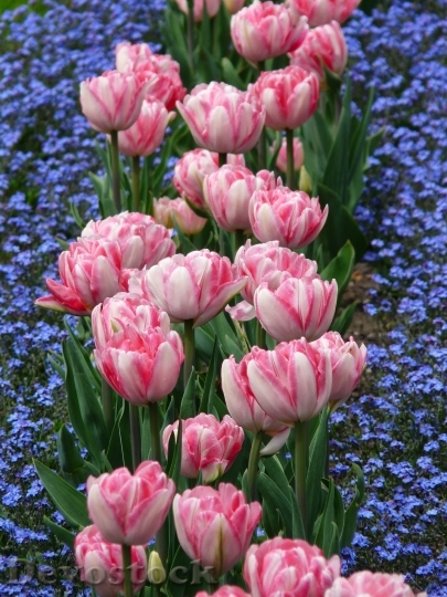 Devostock Tulips Bed Pink Forget