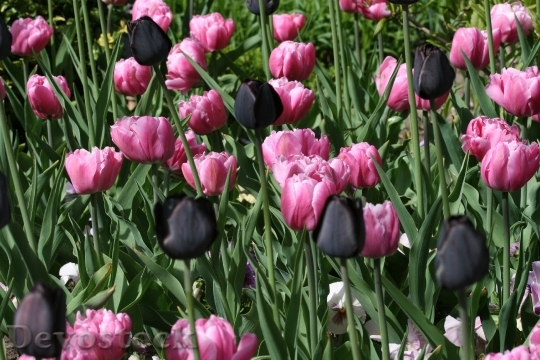 Devostock Tulips Black Pink Flower
