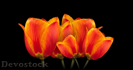 Devostock Tulips Bouquet Flower Spring