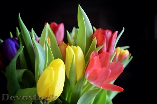 Devostock Tulips Bouquet Flowers Bloom
