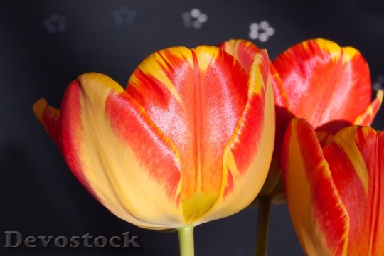 Devostock Tulips Bouquet Lily Spring 0