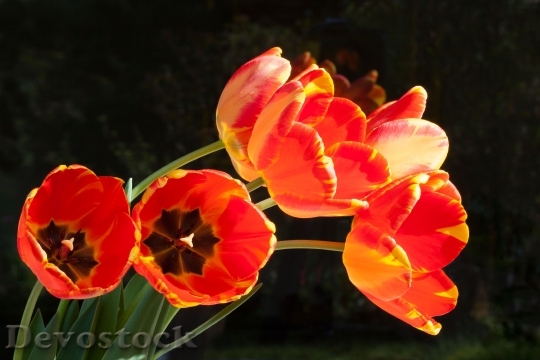 Devostock Tulips Bouquet Lily Spring