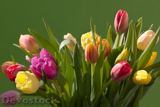 Devostock Tulips Bouquet Spring Colorful