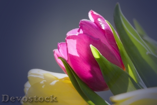 Devostock Tulips Bouquet Spring Macro 0