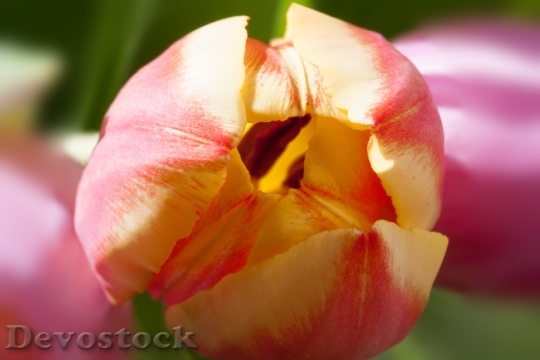 Devostock Tulips Bouquet Spring Macro 1