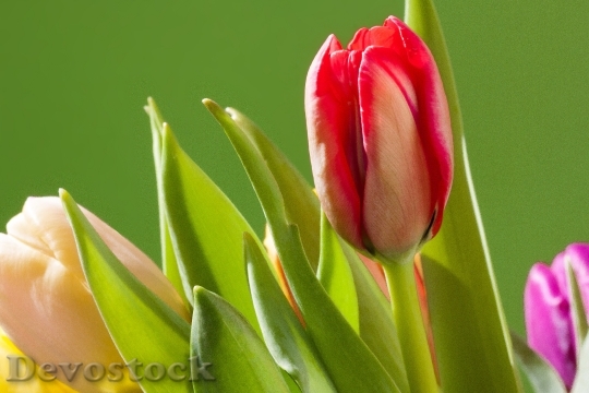 Devostock Tulips Bouquet Spring Macro 4