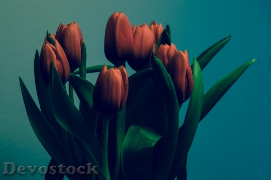 Devostock Tulips Bunch Decoration Spring