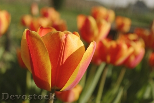 Devostock Tulips Close Green Orange