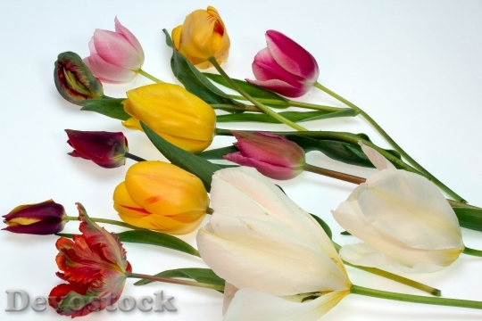Devostock Tulips Colorful Flowers 1444889