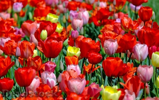 Devostock Tulips Colorful Flowers Bloom