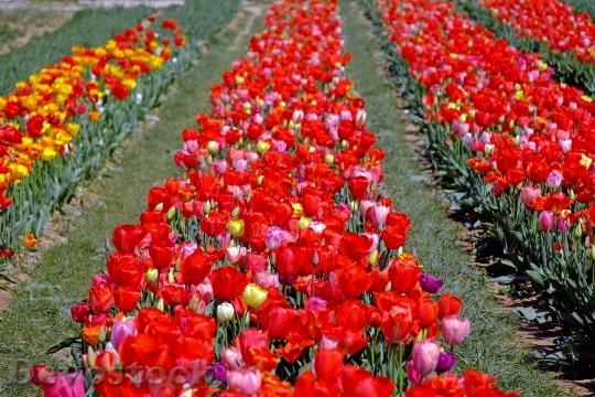 Devostock Tulips Colorful Flowers Color