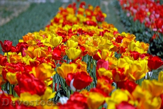 Devostock Tulips Colorful Flowers Tulip