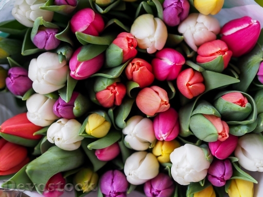 Devostock Tulips Colorful Heads Flower