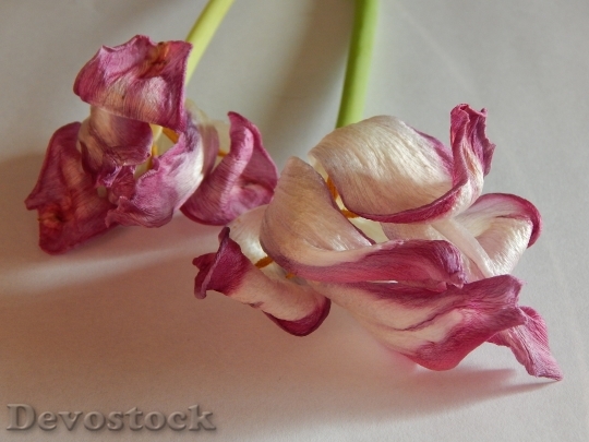 Devostock Tulips Driedflowers Fading 1526338