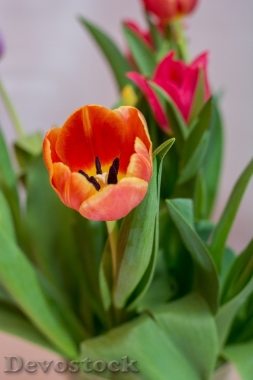 Devostock Tulips Federal Government Bouquet