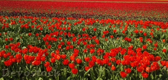 Devostock Tulips Field Tulip Field